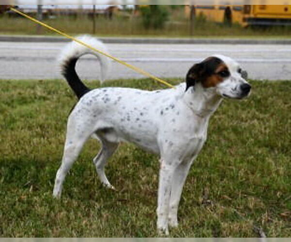 Medium Photo #5 Mutt Puppy For Sale in Glen Allen, VA, USA