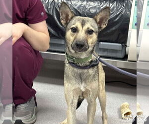 Feist Terrier-Unknown Mix Dogs for adoption in Washington, DC, USA