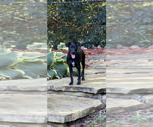 Daisy - Female Labrador Retriever-Unknown Mix Dog for Adoption - Photo #4