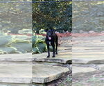 Small Photo #4 Labrador Retriever-Unknown Mix Puppy For Sale in Mooresville, NC, USA