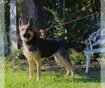 Small #2 German Shepherd Dog