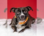 Small #3 American Pit Bull Terrier-Labrador Retriever Mix