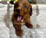 Small Photo #6 Goldendoodle (Miniature) Puppy For Sale in PENSACOLA, FL, USA