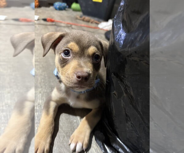 Medium Photo #1 Mutt Puppy For Sale in Evansville, IN, USA