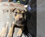 Small Mutt