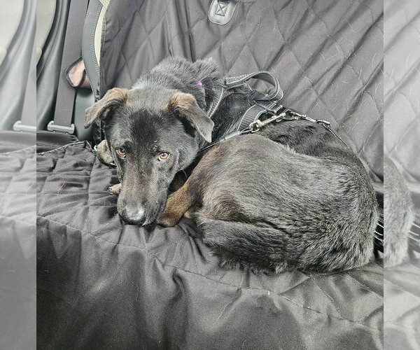 Medium Photo #12 Labrador Retriever-Unknown Mix Puppy For Sale in Mount Laurel, NJ, USA