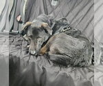 Small #11 Labrador Retriever Mix