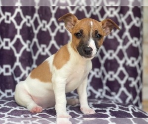 Jack-Rat Terrier Puppy for sale in LAKELAND, FL, USA