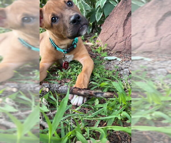 Medium Photo #3 Mutt Puppy For Sale in Farmington, MN, USA