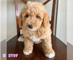Goldendoodle (Miniature) Puppy for sale in MESA, AZ, USA