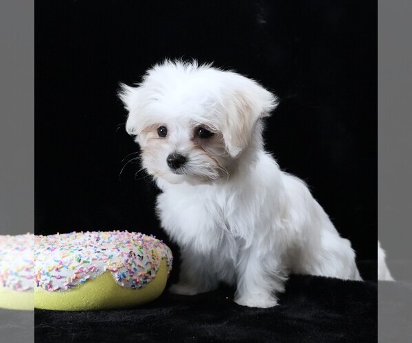 Medium Photo #6 Maltese Puppy For Sale in ROCK VALLEY, IA, USA
