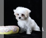 Small #5 Maltese