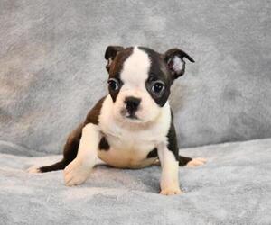 Boston Terrier Puppy for sale in HOMINY, OK, USA