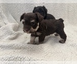 Small #4 Schnauzer (Miniature)