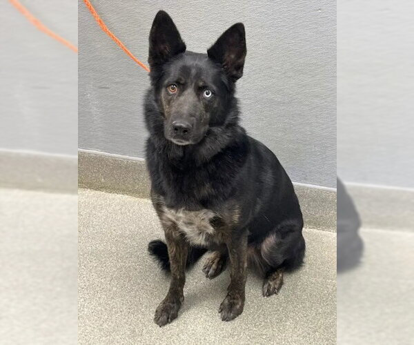 Medium Photo #1 German Shepherd Dog-Unknown Mix Puppy For Sale in Las Vegas, NV, USA