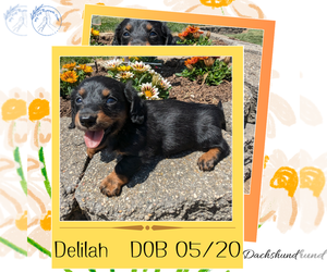 Dachshund Puppy for sale in GOSHEN, IN, USA