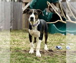 Small #9 American Pit Bull Terrier Mix