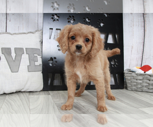 Cavapoo Puppy for sale in MARIETTA, GA, USA