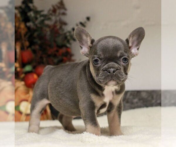 Medium Photo #5 French Bulldog Puppy For Sale in EAST EARL, PA, USA