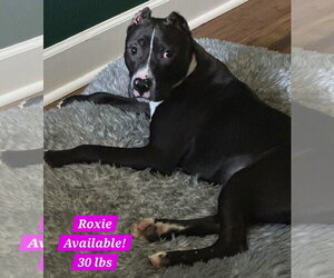 American Pit Bull Terrier-Staffordshire Bull Terrier Mix Dogs for adoption in Alexander, AR, USA