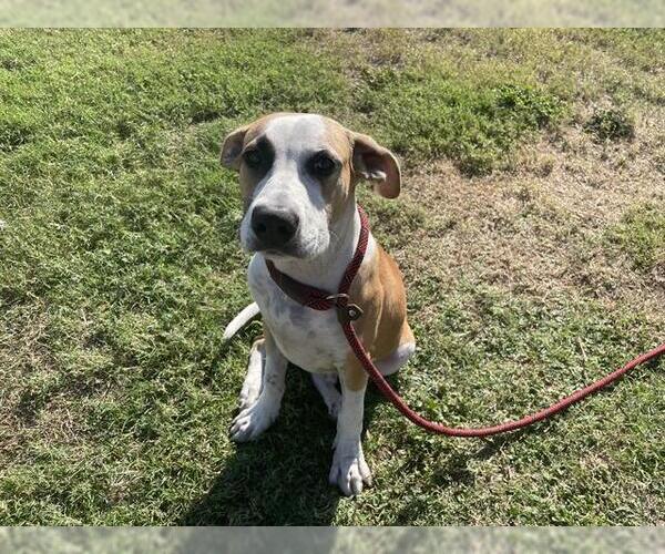 Medium Photo #3 American Pit Bull Terrier-Unknown Mix Puppy For Sale in Corpus Christi, TX, USA