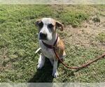 Small #2 American Pit Bull Terrier Mix
