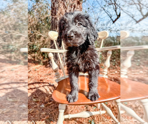 Aussiedoodle Puppy for sale in HARTMAN, AR, USA