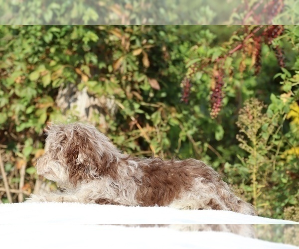 Medium Photo #31 ShihPoo Puppy For Sale in DYERSBURG, TN, USA