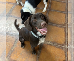 Small #4 Labrador Retriever Mix