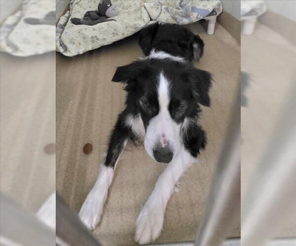 Medium Photo #1 Border Collie Puppy For Sale in Derwood, MD, USA