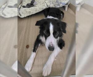Border Collie Dogs for adoption in Derwood, MD, USA