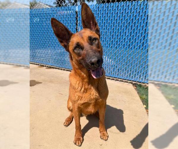 Medium Photo #1 German Shepherd Dog Puppy For Sale in Chula Vista, CA, USA