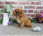 Small #4 Cavalier King Charles Spaniel