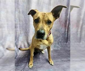LOLA - Female Mutt Dog for Adoption - Photo #4