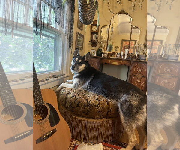 Medium Photo #30 Siberian Husky-Unknown Mix Puppy For Sale in Minneapolis, MN, USA