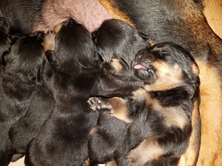 Rottweiler Puppy for sale in FINDLAY, OH, USA