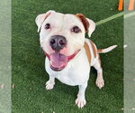 HAALAND - Male Mutt Dog for Adoption - Small photo