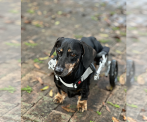 Cookie - Male Dachshund Dog for Adoption - Photo #3
