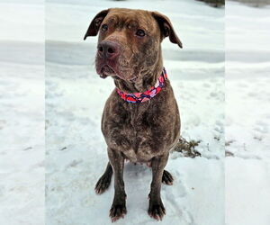 Foxy Brown - Female American Pit Bull Terrier-Plott Hound Mix Dog for Adoption - Photo #4
