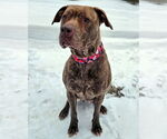 Small #3 American Pit Bull Terrier-Plott Hound Mix
