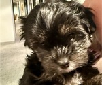 Puppy Puppy 4 Shorkie Tzu