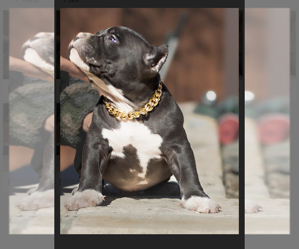 Medium Photo #11 American Bully Puppy For Sale in SAN ANTONIO, TX, USA