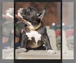 Small Photo #11 American Bully Puppy For Sale in SAN ANTONIO, TX, USA