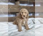 Small #9 Aussiedoodle-Poodle (Standard) Mix