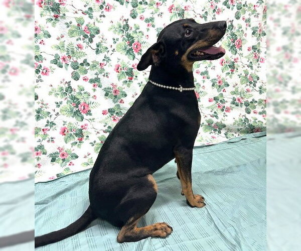 Medium Photo #6 Mutt Puppy For Sale in Wetumpka, AL, USA