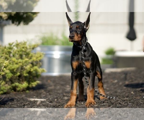 Medium Photo #31 Doberman Pinscher Puppy For Sale in WARSAW, IN, USA