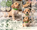 Puppy Green Double Doodle