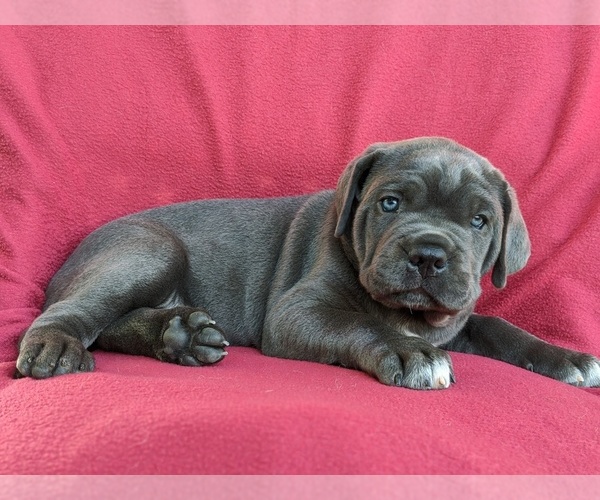 Medium Photo #6 Cane Corso Puppy For Sale in RONKS, PA, USA