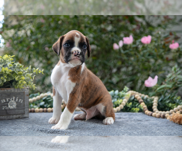 Medium Photo #1 Boxer Puppy For Sale in KIRKWOOD, PA, USA