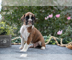 Puppy Palmer Boxer